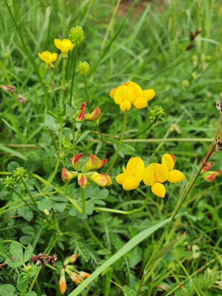 Bird S Foot Trefoils And Deervetches From Niederrohrdorf Schweiz