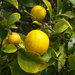 Lemon - Photo (c) Nick Saville, all rights reserved, uploaded by Nick Saville
