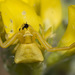 Flower Crab Spiders - Photo (c) Tig, all rights reserved