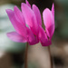Spring Cyclamen - Photo (c) Tig, all rights reserved