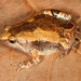 Ornamented Pygmy Frog - Photo (c) Paul Freed, all rights reserved, uploaded by Paul Freed