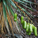Yucca madrensis - Photo (c) BJ Stacey, kaikki oikeudet pidätetään