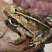 Striped Toad - Photo (c) omarentiauspe, all rights reserved, uploaded by omarentiauspe