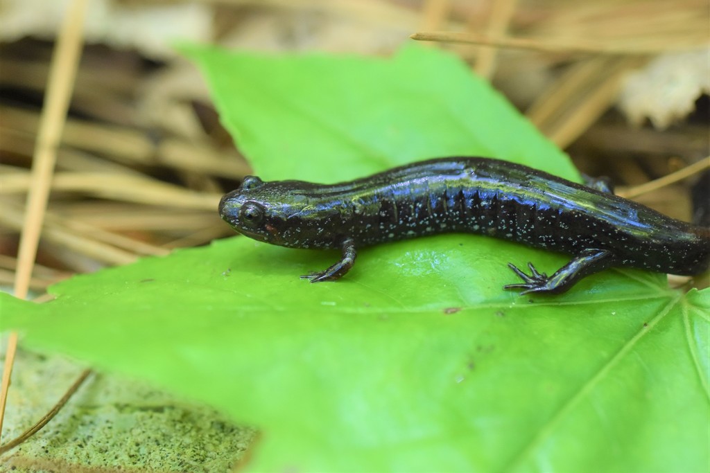 Carolina Swamp Dusky Salamander From Pender County NC USA On May 21