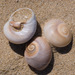 Moon Snails - Photo (c) Tig, all rights reserved