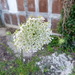 Square