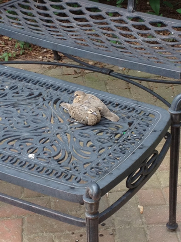 Medium