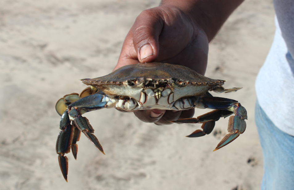 Warrior Swimming Crab From Comond B C S M Xico On January