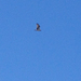 Square