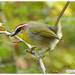 Rufous-capped Warbler - Photo (c) Héctor Villalón Moreno, all rights reserved