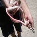 Red Coachwhip - Photo (c) sinjin_snakeboy, all rights reserved