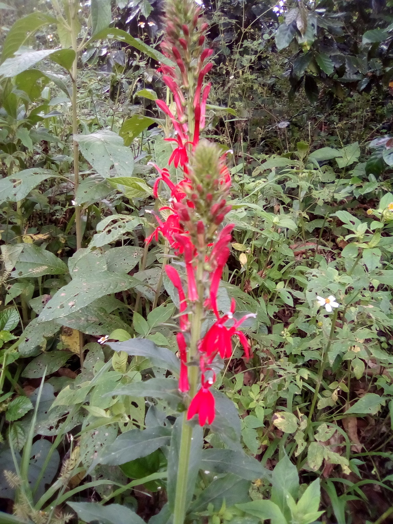 cardinal flower from Xochitlán de Vicente Suárez Pue México on May