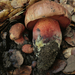 Liver Bolete - Photo (c) Trent Pearce, all rights reserved