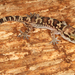 Blotched House Gecko - Photo (c) Paul Freed, all rights reserved