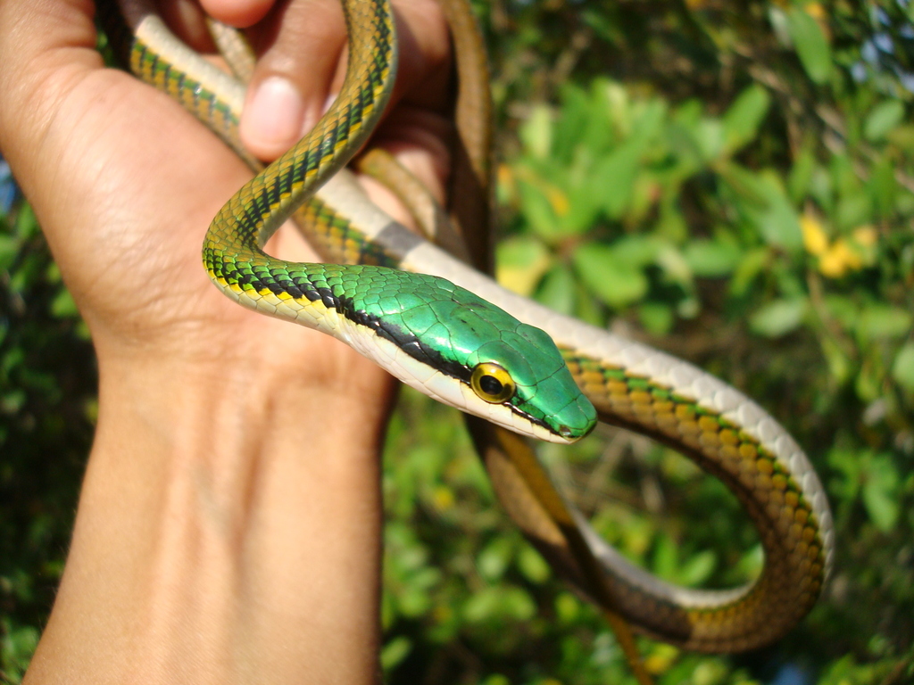 Mexican Parrot Snake from Centla Tab México on December 26 2008 at