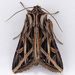 Girdler Moth - Photo (c) Gary McDonald, all rights reserved, uploaded by Gary McDonald