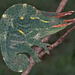 Wavy Chameleon - Photo (c) Paul Freed, all rights reserved, uploaded by Paul Freed