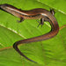 Reeves's Ground Skink - Photo (c) Paul Freed, all rights reserved, uploaded by Paul Freed