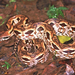 Madagascar Ground Boa - Photo (c) Paul Freed, all rights reserved, uploaded by Paul Freed