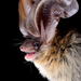 Vespertilionoid Bats - Photo (c) Jose G. Martinez-Fonseca, all rights reserved