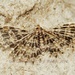 Alucita spilodesma - Photo (c) Roger C. Kendrick, כל הזכויות שמורות