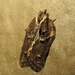 Multiform Leafroller Moth - Photo (c) John Ratzlaff, all rights reserved, uploaded by J. Allen Ratzlaff