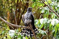Image of Accipiter bicolor