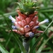 Dwarf Pineapple - Photo (c) Evaldo Nascimento, all rights reserved, uploaded by Evaldo Heber