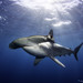 Tiburones Martillo - Photo (c) David McGuire, todos los derechos reservados, uploaded by David McGuire