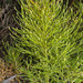 Bushy Clubmoss - Photo (c) Angela  Simpson, all rights reserved, uploaded by Angela Simpson
