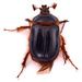 Santa Cruz Rain Beetle - Photo (c) Gary McDonald, all rights reserved, uploaded by Gary McDonald