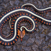 Thamnophis - Photo (c) Paul Freed, כל הזכויות שמורות, uploaded by Paul Freed