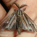 Paulownia Bagworm Moth - Photo (c) Nuwan Chathuranga, all rights reserved, uploaded by Nuwan Chathuranga