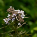 Narrowleaf Mountainmint - Photo (c) Eric Hunt, all rights reserved