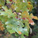 Quercus stellata - Photo (c) Cosmic Cat, todos os direitos reservados