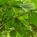 Square