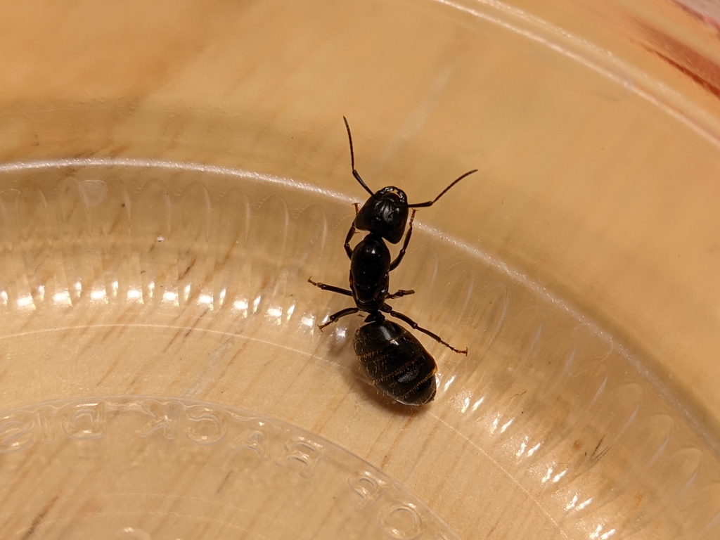 Eastern Black Carpenter Ant From Parkersburg WV USA On June 10 2021