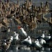 Square