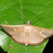 Sapodilla Borer Moth - Photo (c) Roger C. Kendrick, all rights reserved