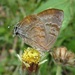 Gold-bordered Hairstreak - Photo (c) Juan Carlos Garcia Morales, all rights reserved, uploaded by Juan Carlos Garcia Morales