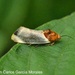 Yellow Spragueia Moth - Photo (c) Juan Carlos Garcia Morales, all rights reserved, uploaded by Juan Carlos Garcia Morales