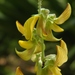 Crotalaria incana - Photo (c) Jason Sharp, όλα τα δικαιώματα διατηρούνται, uploaded by SharpJ99