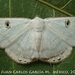 Argyrotome alba - Photo (c) Juan Carlos Garcia Morales, todos los derechos reservados, uploaded by Juan Carlos Garcia Morales