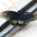 Variable Swallowtail - Photo (c) Juan Carlos Garcia Morales, all rights reserved, uploaded by Juan Carlos Garcia Morales
