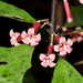 Alseuosmia quercifolia - Photo (c) Steve Reader, all rights reserved, uploaded by Steve Reader