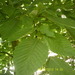 Square