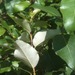 Square