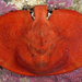 Umbrella Crab - Photo (c) Gary McDonald, all rights reserved, uploaded by Gary McDonald