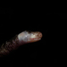 Typical Worm Lizards - Photo (c) Diegophidio, all rights reserved, uploaded by Diegophidio