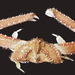 Sandflat Elbow Crab - Photo (c) Gary McDonald, all rights reserved, uploaded by Gary McDonald